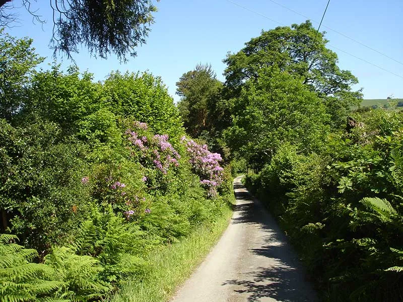 Driveway
