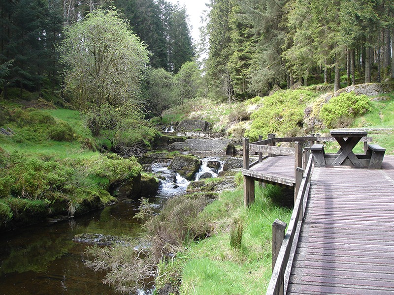 The Hafron Forest Walk